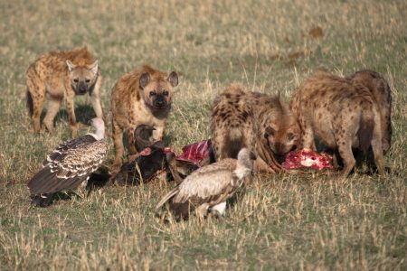 Hyenas and vultures feeding Maasai Mara
