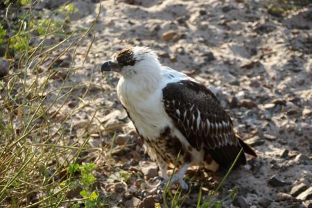 Immature fish eagle Chobe River