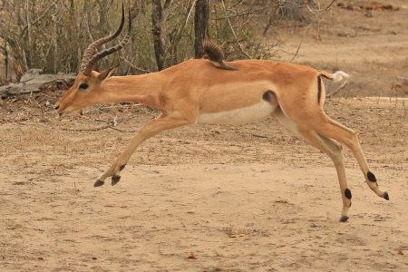 Impala buck Timbavati