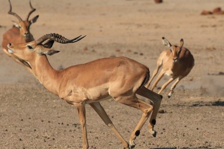 Impala chasing Timbavati