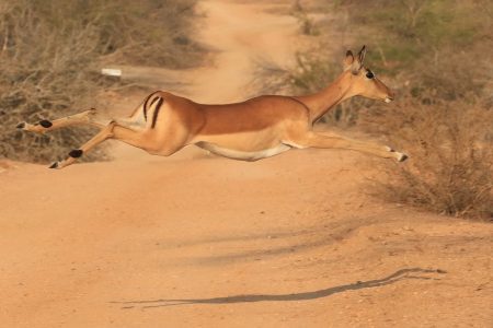 Impala doe Timbavati