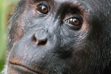 Kibale chimpanzee face