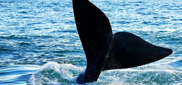 Safari Club - Killer whale (orca) waving tail