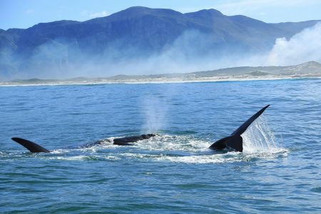 Killer whales (orcas) off Western Cape