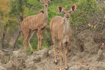 Kudu does Timbavati