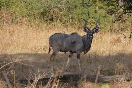 Kudu in Kafue