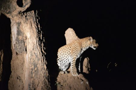 Leopard at night Lower Zambezi