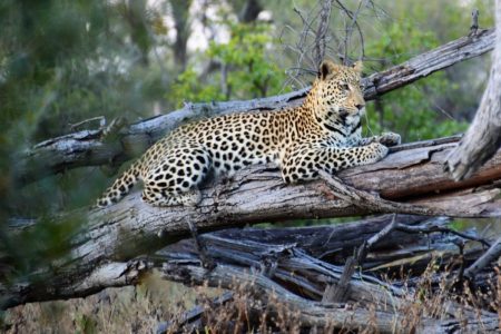 Leopard in Khwai Reserve