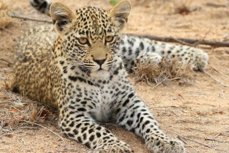 Leopard in repose Timbavati