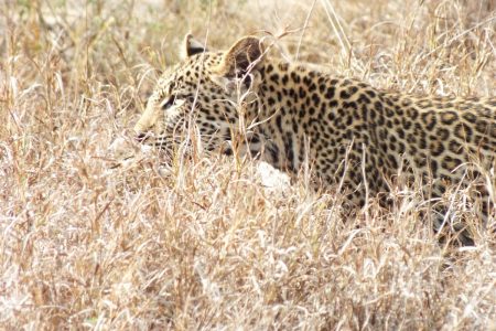 Leopard in stalk-mode Limpopo