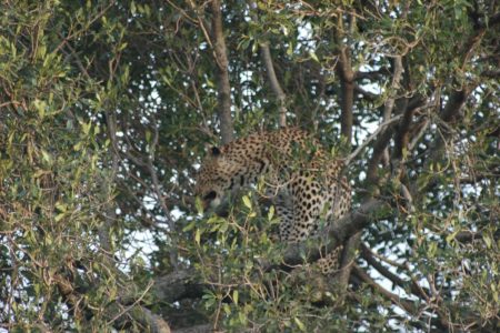 Leopard – Maasai Mara