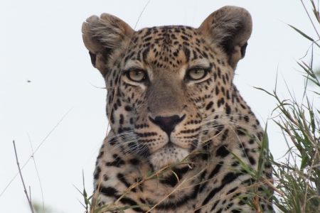 leopard Limpopo