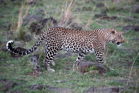 Leopard Maasai Mara