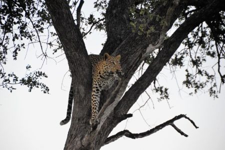 Leopard near Machaba Camp