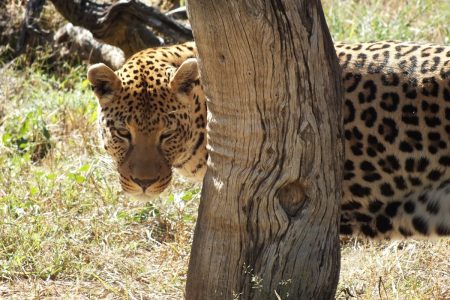 Leopard of Namibia