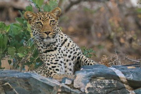 Leopard on the rocks Timbavati