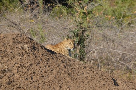 Leopard South Luangwa