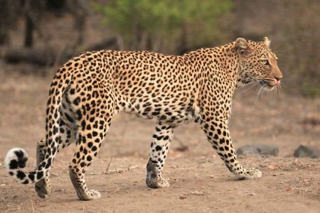 Leopard walking Timbavati