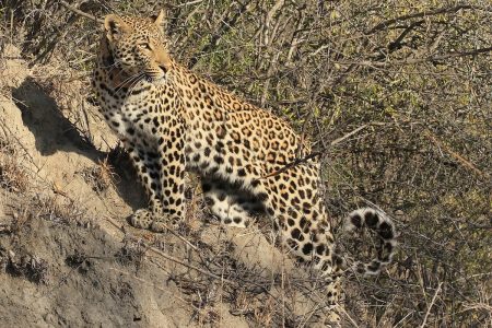 Leopard watching Timbavati