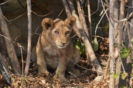 Lion cub South Luangwa