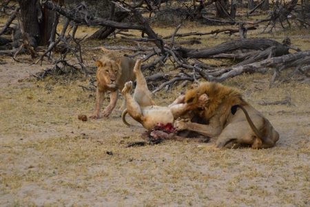 lion fighting over dinner Hwange