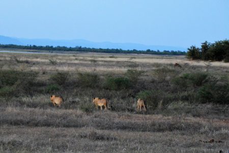 Lion hunting Matusadonna