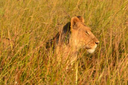 Lion hunting Okavango Delta