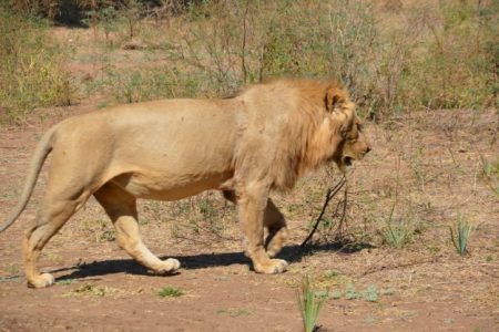 Lion in Lower Zambezi