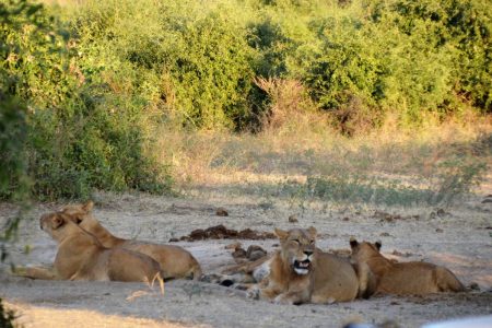 Lion pride Chobe floodplain