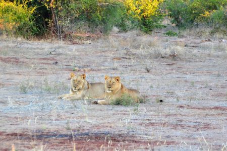 Lion pride Matusadona National Park
