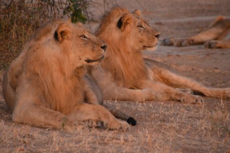 Lion - Whats going on? Lower Zambezi