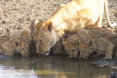lioness and cubs drinking