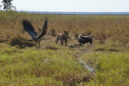 Lioness chasing vultures Kafue