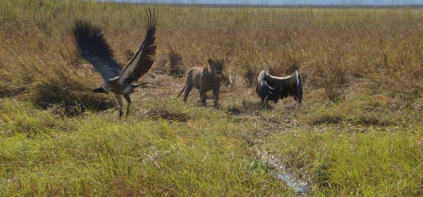 Safari Club - Lioness chasing vultures Kafue