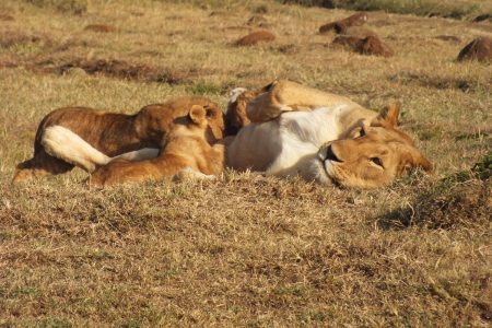 lioness nursing cubs