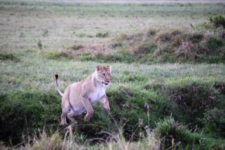 Lioness pouncing Maasai Mara