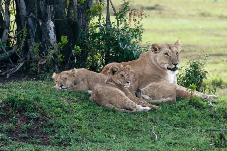 Lioness with cubs in the Maasai Mara