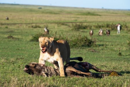 Lioness with kill in the Maasai Mara