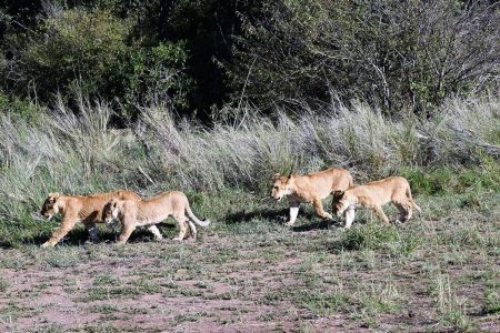 Lions hunting Maasai Mara