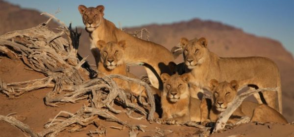 Safari Club - Lions in Namibia