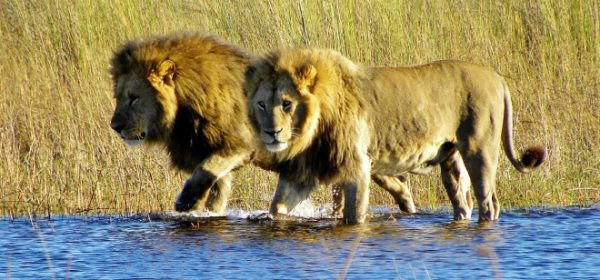 Safari Club - Lions in Okavango Delta