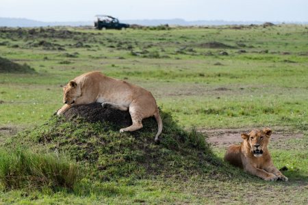 Lions Maasai Mara