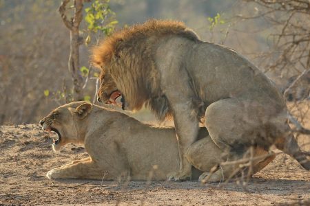 Lions mating Timbavati
