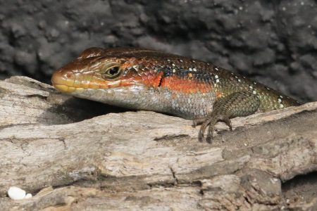 Lizard Timbavati