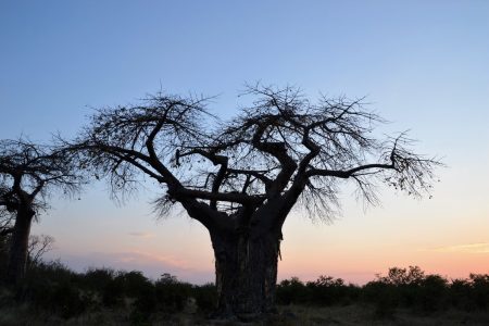 Lonely baobab Savuti