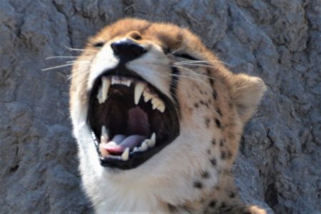 Look at my teeth cheetah in Chobe Reserve
