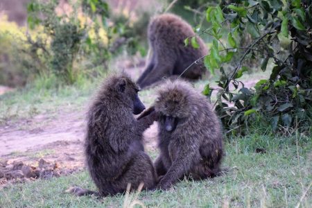 Maasai Mara baboons grooming