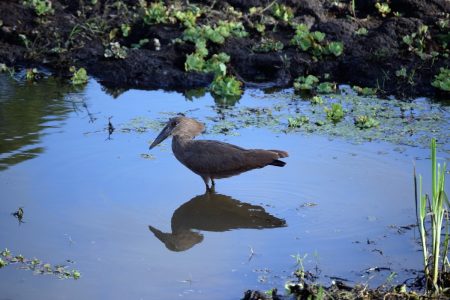 Maasai Mara birds 2