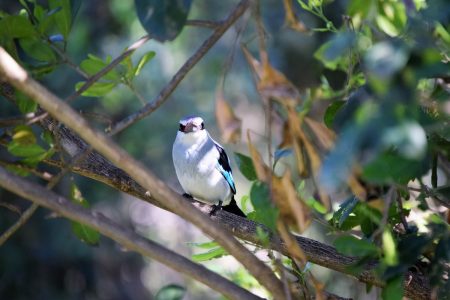 Maasai Mara birds 3