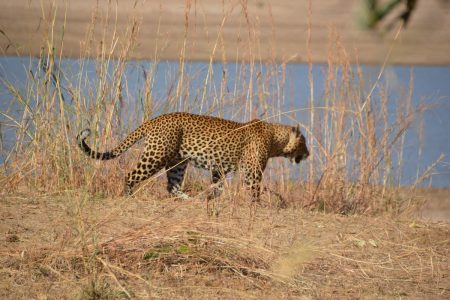 Male leopard on patrol South Luangwa